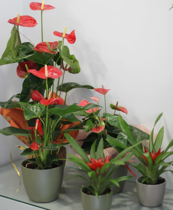 Envío de Plantas en Tudela