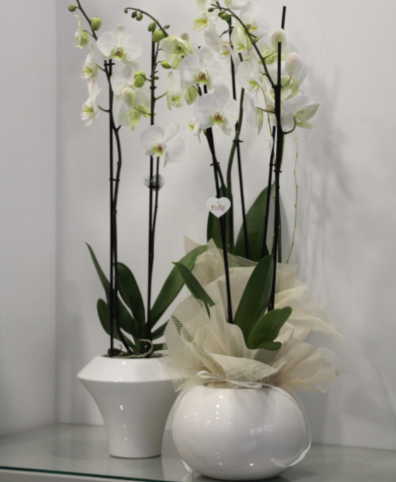 Envio de Orquideas en Tudela