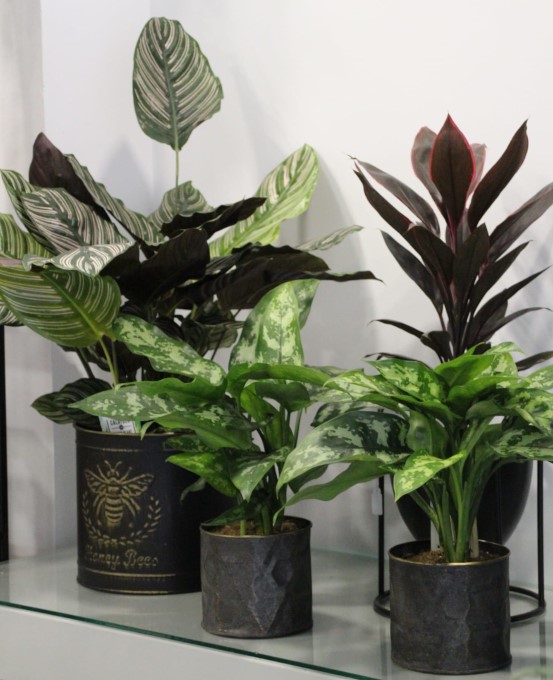 Plantas de Exterior en Tudela