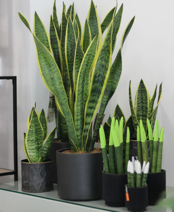 Plantas de Interior en Tudela